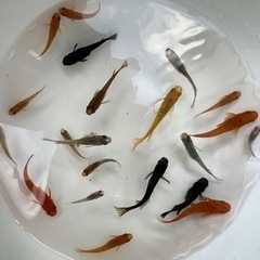 めだか ミックス 改良メダカ20匹 浮草付き
