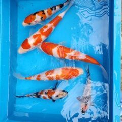 発送可上物、1000円から～
