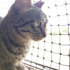 懐っこいキジトラの女のコ