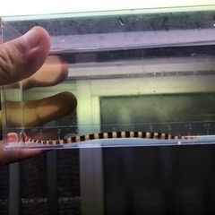 沖縄県産 オイランヨウジウオの画像