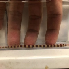 沖縄県産 オイランヨウジウオの画像