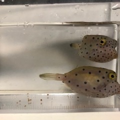 沖縄県産ミナミハコフグの画像