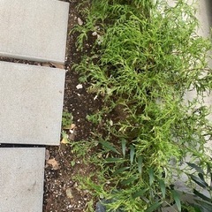 植物　植木　フィリフェラオーレア　