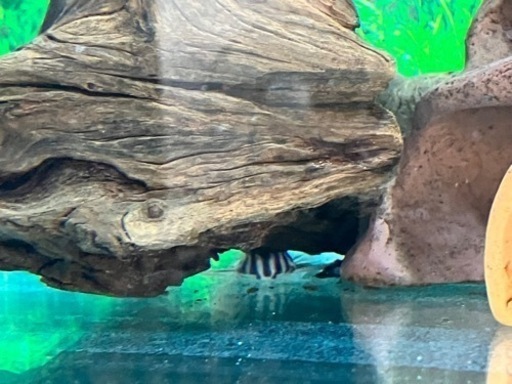 熱帯魚　インペリアルゼブラプレコ、キンペコ