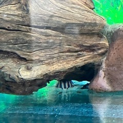 熱帯魚　インペリアルゼブラプレコ、キンペコ
