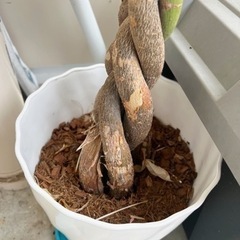 決まりました！幸福の木　あげますの画像