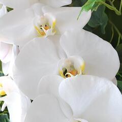 羽織、道行 道行コート まとめて引き取り可能な方