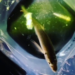 釣り仲間募集してます！