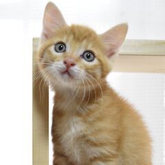 キセキの生還を果たした生後2ヶ月の兄弟です。