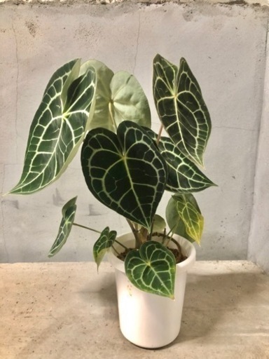 観葉植物　アンスリウム　クラリネルビウム
