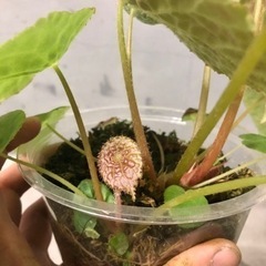 観葉植物　ベゴニア　フートエンシスの画像