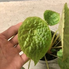観葉植物　ベゴニア　フートエンシスの画像