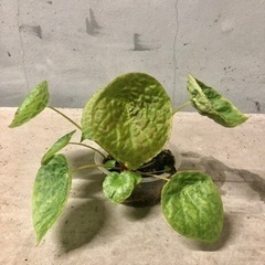 観葉植物　ベゴニア　フートエンシスの画像