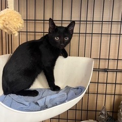至急 可愛い子猫ちゃん 約3ヶ月 黒猫ちゃん メス