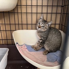 至急 約3ヶ月くらい 子猫ちゃん  オス