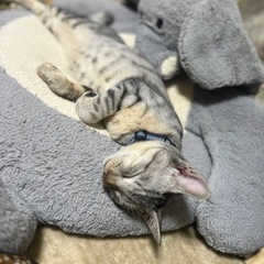 キャットケージ、キャットタワー