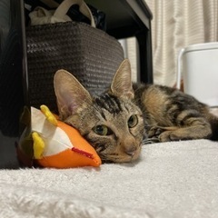 ハート型鍵しっぽのきじとらくん