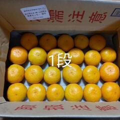 周防大島産みかん　１kｇあたり２００円