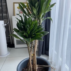 観葉植物 ドラセナコンパクタ