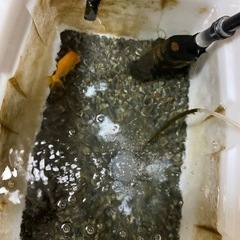 60cmフィルター+水槽+ランチュウ1匹セットの画像