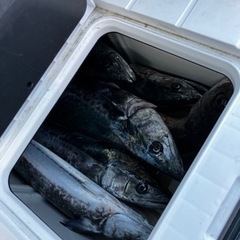 釣り仲間募集 - その他