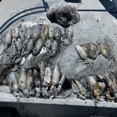 釣り仲間募集