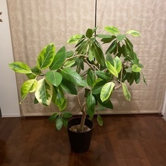 フィカスアルテシマ　観葉植物　特大