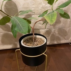 フィカスアルテシマ　観葉植物