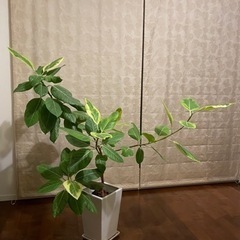 フィカスアルテシマ　大　観葉植物