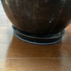 大型の鉢　観葉植物　の画像