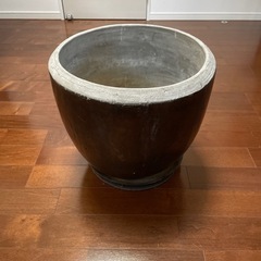 大型の鉢　観葉植物　