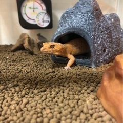 レオパ【里親決まりました】
