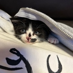 甘えん坊猫ちゃん
