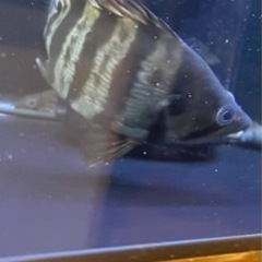 今週末まで大特価 フォーバータイガーの画像