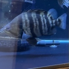 今週末まで大特価 フォーバータイガーの画像