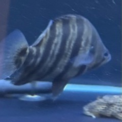 今週末まで大特価 フォーバータイガーの画像