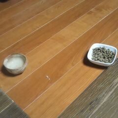 うさぎを　可愛がってくださる方　お願いします。