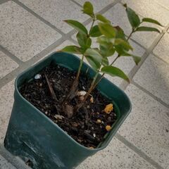 大葉系ジャボチカバ苗