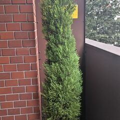 ゴールドクレスト 150cm （11号鉢付）