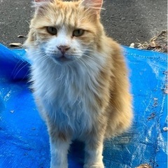 長毛猫さんたちの里親募集です。 - 相楽郡