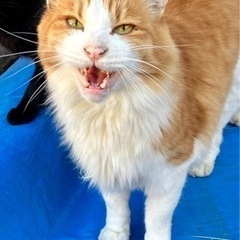 長毛猫さんたちの里親募集です。 - 猫