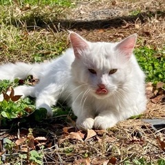 長毛猫さんたちの里親募集です。 - 里親募集