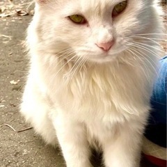 長毛猫さんたちの里親募集です。 − 京都府