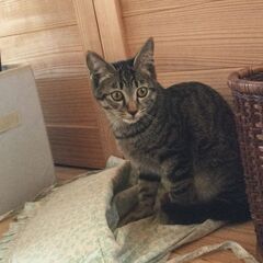 おっとりして甘えん坊のキジの子猫です【里親決まりました！】