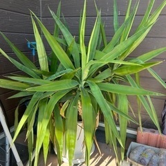 取りに来て下さる方の画像