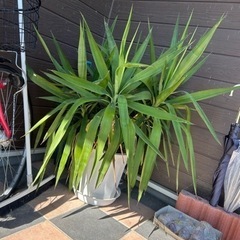 取りに来て下さる方の画像