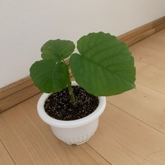 観葉植物★フィカス・ウンベラータ