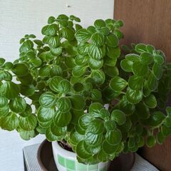 植物/アロマティカス【抜き苗】