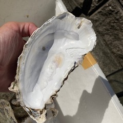 牡蠣殻（カキガラ）約45〜50枚の画像