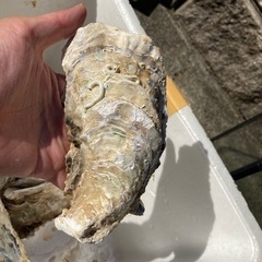 牡蠣殻（カキガラ）約45〜50枚の画像